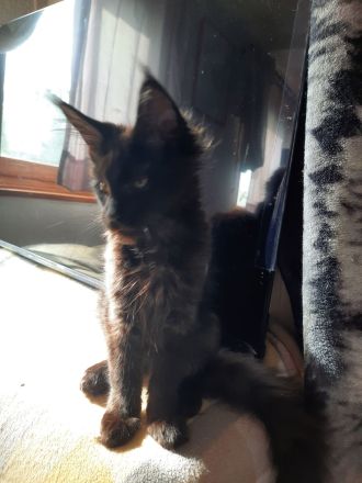 Reinrassige Maine Coon Kitten in Blue-Solide & Black-Smoke mit Stammbaum.