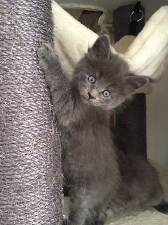 Reinrassige Maine Coon Kitten mit Stammbaum am 15.01.26 geboren, die Eltern-Cat sind XXL groß.