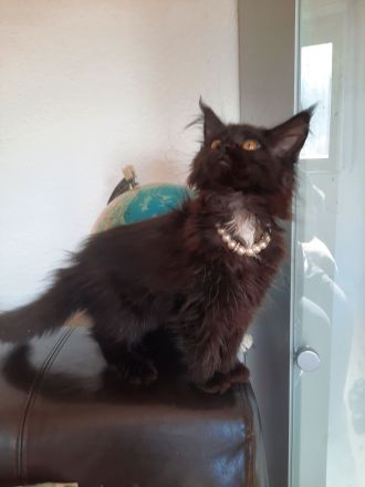 Reinrassige XXL Maine Coon mit Stammbaum stellen Ihr Kitten in Blue-Solide & Black-Smoke vor.