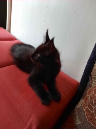 Reinrassige XXL Maine Coon mit Stammbaum stellen Ihr Kitten in Black-Smoke vor.