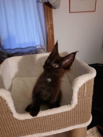 Reinrassige XXL Maine Coon mit Stammbaum stellen Ihr Kitten in Black-Smoke vor.