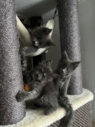 Reinrassige Maine Coon Kitten mit Stammbaum am 15.01.26 geboren, die Eltern-Cat sind XXL groß.