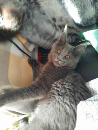 Reinrassige Maine Coon Kitten in Blue-Solide & Black-Smoke mit Stammbaum.