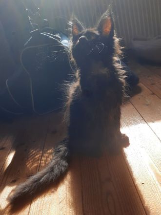 Reinrassige XXL Maine Coon mit Stammbaum stellen Ihr Kitten in Blue-Solide & Black-Smoke vor.