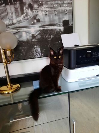 Reinrassige XXL Maine Coon mit Stammbaum stellen Ihr Kitten in Blue-Solide & Black-Smoke vor.