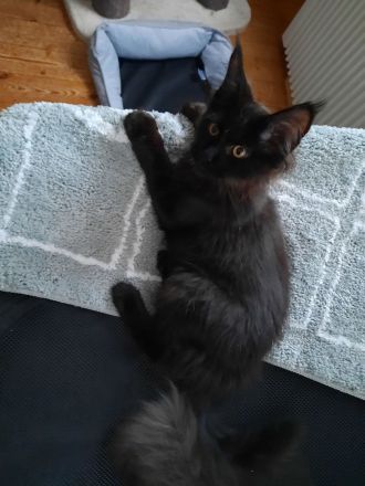 Reinrassige Maine Coon Kitten mit Stammbaum am 15.01.26 geboren, die Eltern-Cat sind XXL groß.