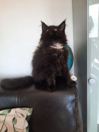 Reinrassige XXL Maine Coon mit Stammbaum stellen Ihr Kitten in Blue-Solide & Black-Smoke vor.