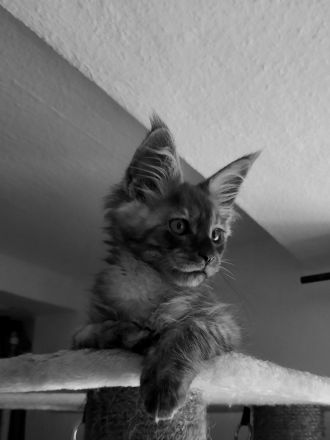 Reinrassige XXXL Maine Coon Kitten in Blue-Solide & Black-Smoke mit Stammbaum.
