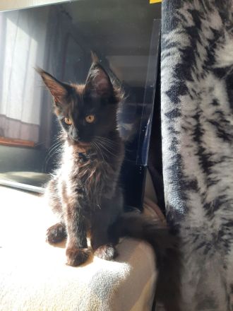 Reinrassige Maine Coon Kitten in Blue-Solide & Black-Smoke mit Stammbaum.