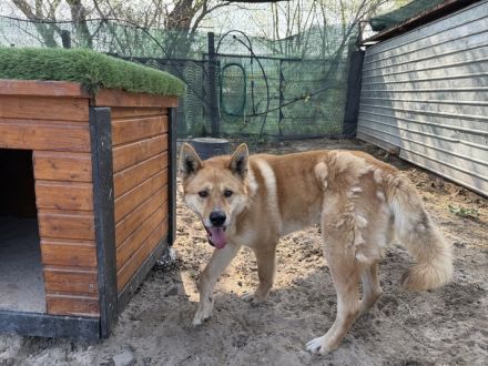 Imposanter Foxy mit sanftem Charakter
