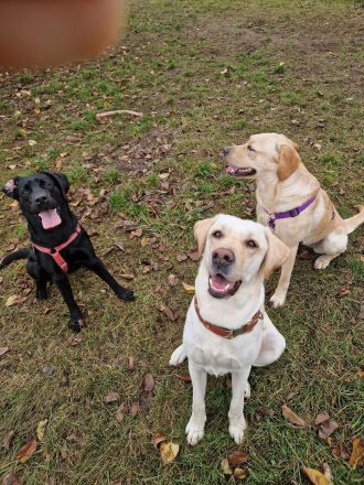 Wurfplanung 2026 - reinrassige Labrador Welpen
