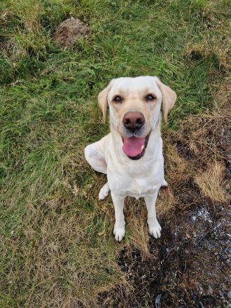 Wurfplanung 2026 - reinrassige Labrador Welpen