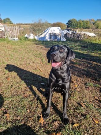 Wurfplanung 2026 - reinrassige Labrador Welpen