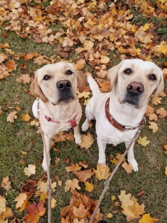 Wurfplanung 2026 - reinrassige Labrador Welpen