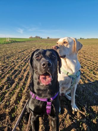 Wurfplanung 2026 - reinrassige Labrador Welpen