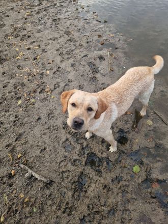 Wurfplanung 2026 - reinrassige Labrador Welpen
