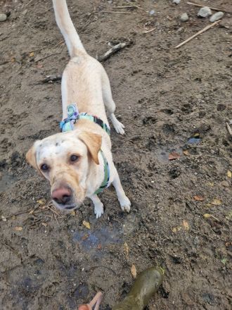 Wurfplanung 2026 - reinrassige Labrador Welpen