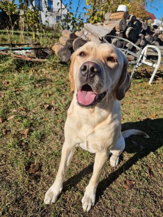 Wurfplanung 2026 - reinrassige Labrador Welpen