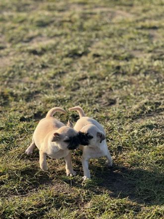 2 Welpen suchen ein schönes Zuhause