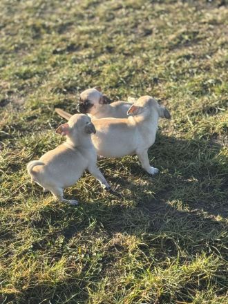 2 Welpen suchen ein schönes Zuhause