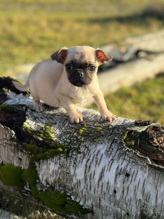 2 Welpen suchen ein schönes Zuhause