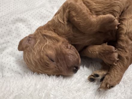 Kleinpudel Welpe Red/Fawn - ab dem 15.Februar 26 abzugeben