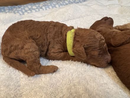 Kleinpudel Welpe Red/Fawn - ab dem 15.Februar 26 abzugeben