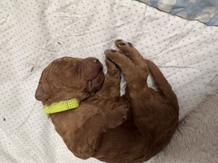 Kleinpudel Welpe Red/Fawn - ab dem 15.Februar 26 abzugeben