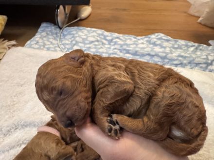 Kleinpudel Welpe Red/Fawn - ab dem 15.Februar 26 abzugeben