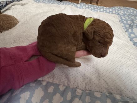 Kleinpudel Welpe Red/Fawn - ab dem 15.Februar 26 abzugeben