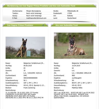 Malinois Welpen Protector Noctis