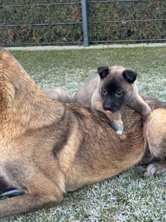 Malinois Welpen Protector Noctis