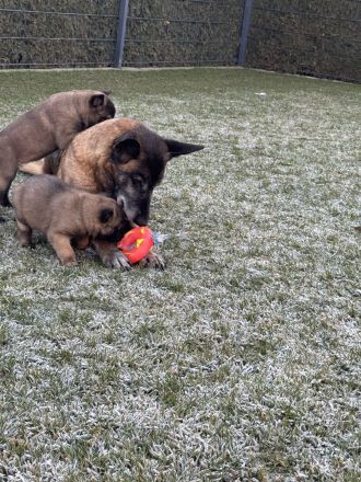 Malinois Welpen Protector Noctis