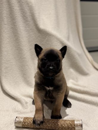 Malinois Welpen Protector Noctis