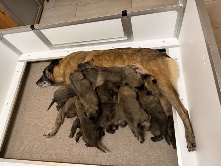 Malinois Welpen Protector Noctis