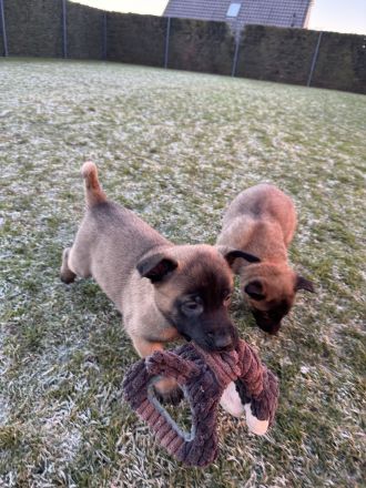 Malinois Welpen Protector Noctis