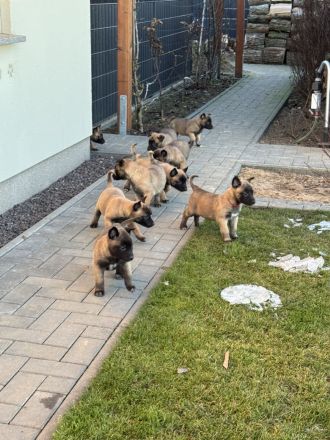 Malinois Welpen Protector Noctis