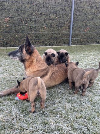 Malinois Welpen Protector Noctis