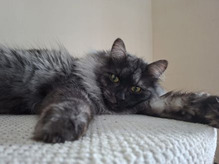 Korelian bobtail, kleiner Lux fűrs Apartment