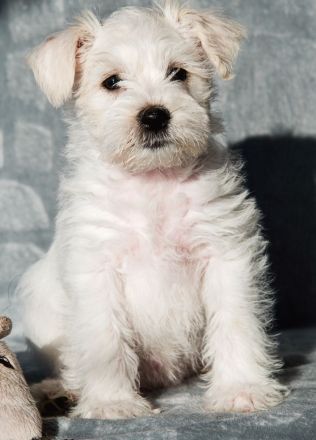 30 Amerikanischer Zwergschnauzer, farbig