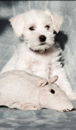 30 Amerikanischer Zwergschnauzer, farbig