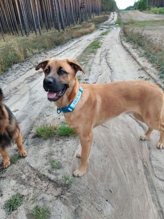 Super süßer Schäfer/Corso mix