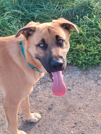 Super süßer Schäfer/Corso mix