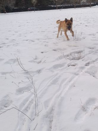 Super süßer Schäfer/Corso mix