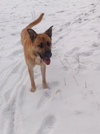 Super süßer Schäfer/Corso mix