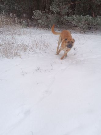 Super süßer Schäfer/Corso mix