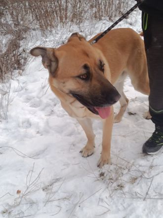 Super süßer Schäfer/Corso mix