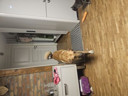 Kastrierter Rüde in liebe Hände abzugeben