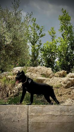 Welpen Cane Corso