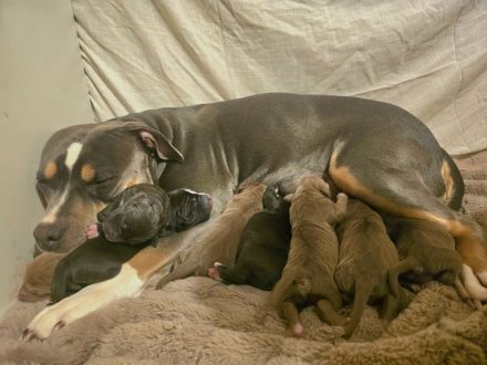 American Pitbull Terrier Welpen – liebevolle Familienaufzucht – Abgabe ab 27. April